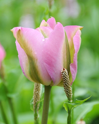 Tulipes Groenland