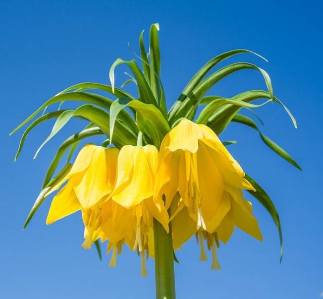 Fritillaire ImpÃ©riale Lutea - Fritillaria Imperialis