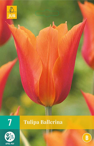 Tulipe Ballerina
