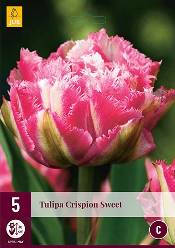 Tulipe Crispion Sweet