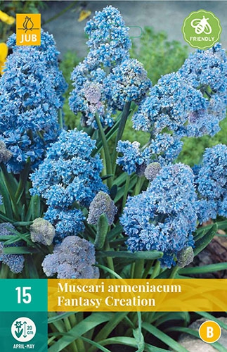 Muscari Fantasy Creation