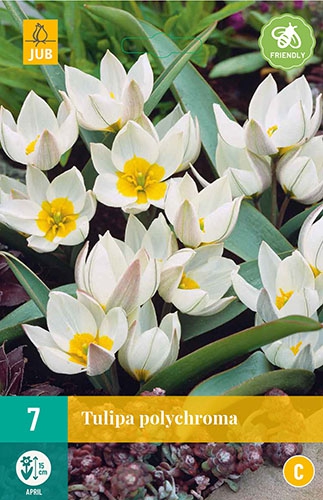 Tulipe Polychroma