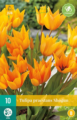Tulipe Praestans Shogun