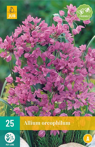 Allium Oreophilum