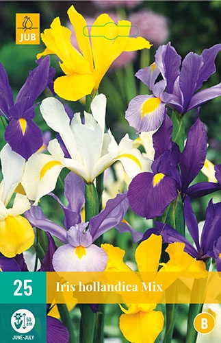 Iris Hollandica en MÃ©lange