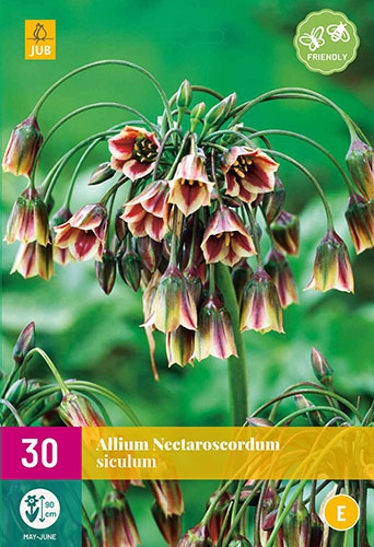 Allium Siculum