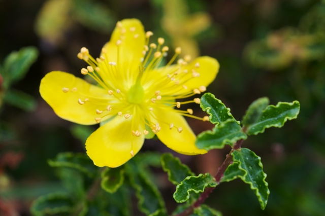 Hypericum Polyphyllum - Millepertuis