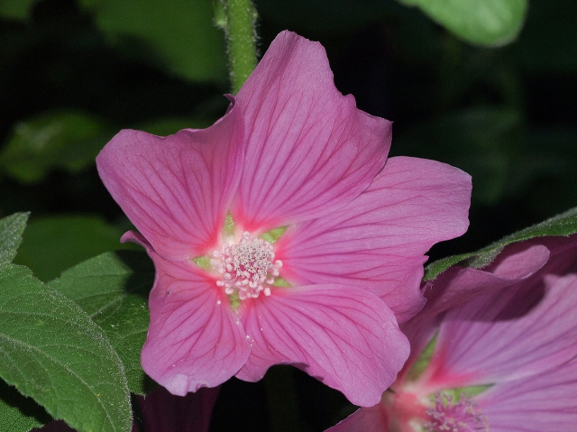 Lavatera Olbia Rosea - LavatÃ¨re