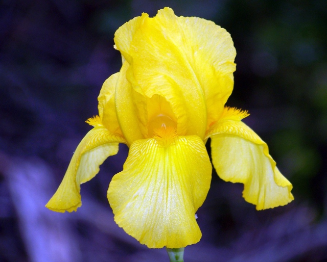 Iris Germanica Goldfackel - Iris d'Allemagne (Pack de Trois)