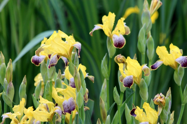 Iris Germanica Nibelungen - Iris d'Allemagne (Pack de Trois)