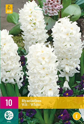 Jacinthes Blanc (En Vrac)