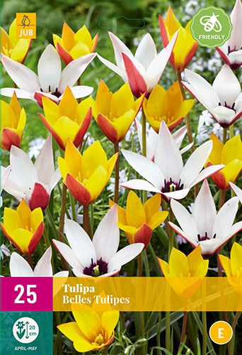 Tulipe Belles Tulipes