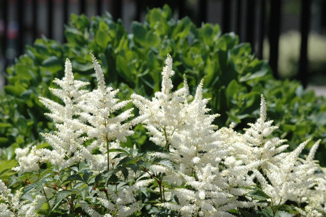 Astilbe (A) Brautschleier - Astilbe Blanche