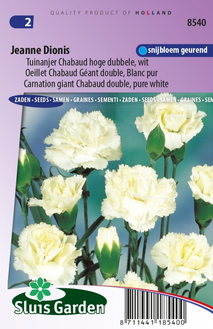 Oeillet Jeanne Dionis - Dianthus Chabaud