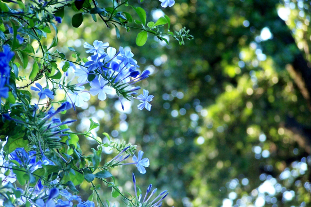Dentelaire - Plumbago (Pack de Trois)