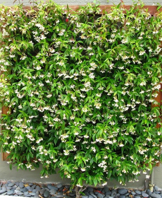 Jasmin ÃtoilÃ© - Trachelospermum Jasminoides (Pack de Six)