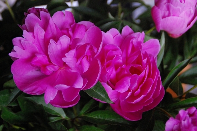 Pivoine Karl Rosenfield - Paeonia