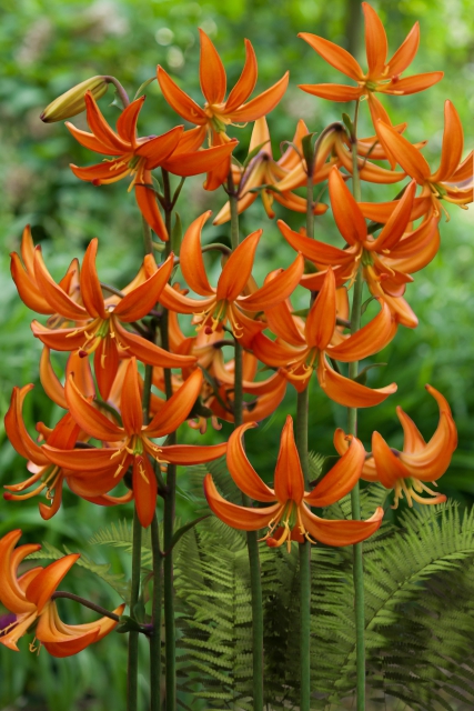 Lis Bonnet Turc Orange Marmelade - Lilium martagon