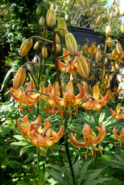 Lis Bonnet Turc Sunny Morning - Lilium martagon