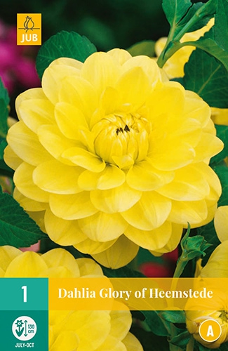 Dahlia dÃ©coratif Jaune