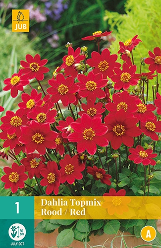 Dahlia Topmix Rouge