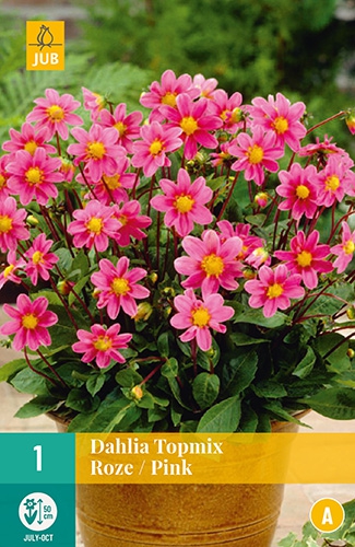 Dahlia Topmix rose