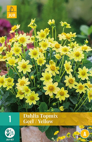 Dahlia Topmix jaune