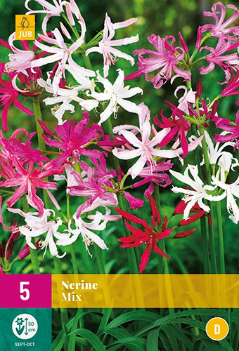 Nerine Blanc & Rose