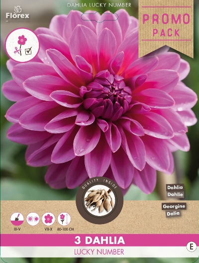 Dahlia DÃ©coratif Rose
