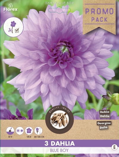 Dahlia DÃ©coratif Blue Boy