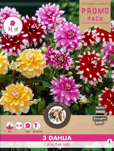 Dahlia Catalina Melange