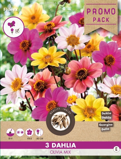 Dahlia Happy Single Olivia en MÃ©lange