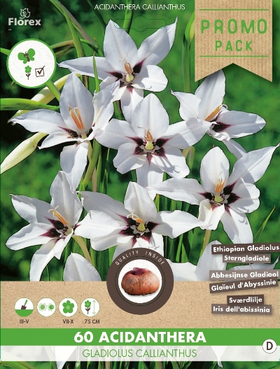 Acidanthera (Gladiolus Murielae)