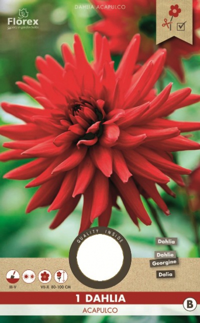 Dahlia Cactus Rouge