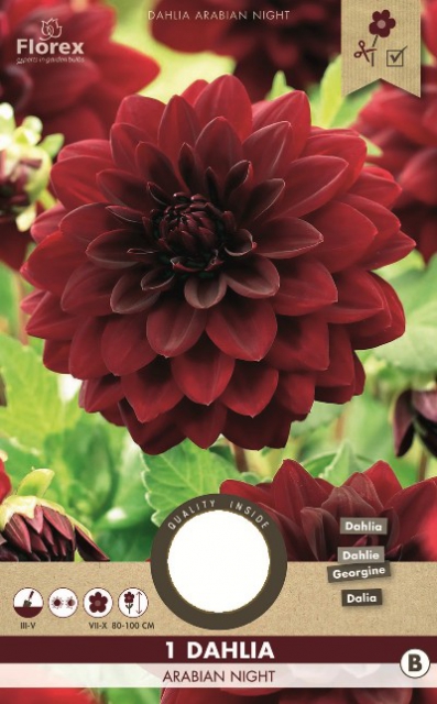 Dahlia dÃ©coratif Arabian Night