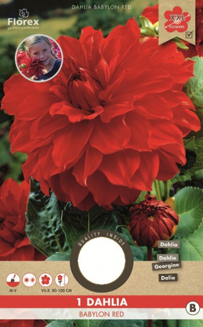 Dahlia Dinnerplate Babylon