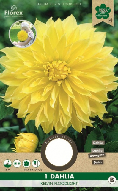 Dahlia Dinnerplate Kelvin Floodlight