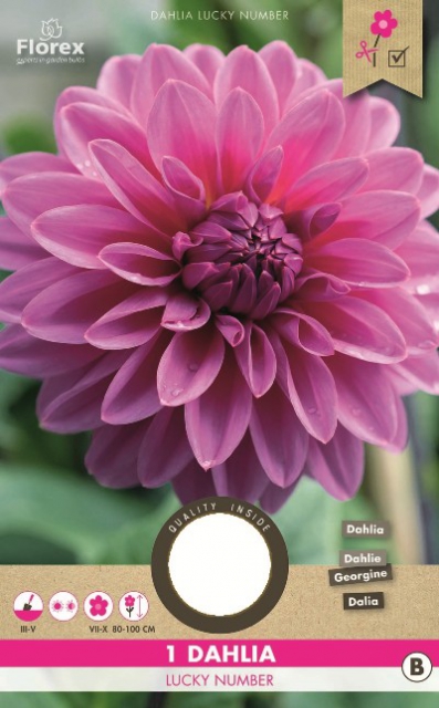 Dahlia dÃ©coratif Lucky Number
