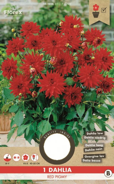 Dahlia Cactus pour bordure Red Pigmy