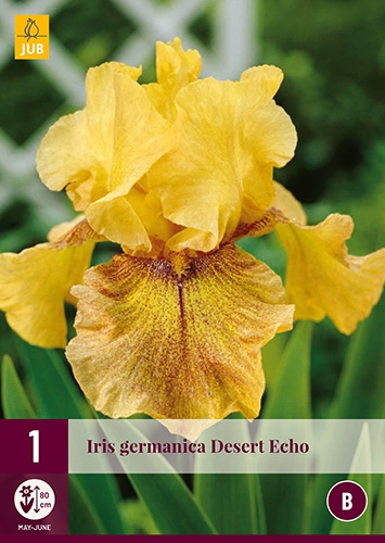 Iris Germanica Desert Echo - Iris d'Alemagne