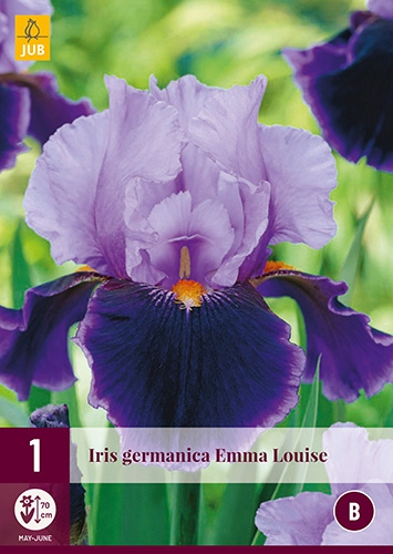 Iris Germanica Emma Louise - Iris d'Alemagne