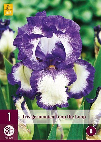 Iris Germanica Loop the Loop