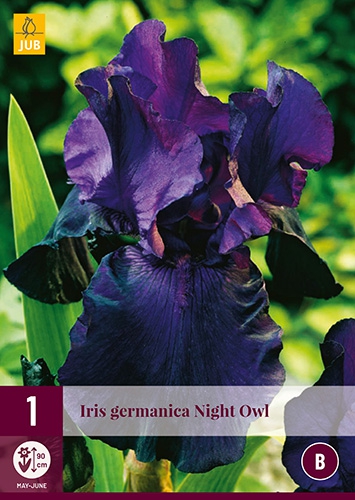 Iris Germanica Night Owl
