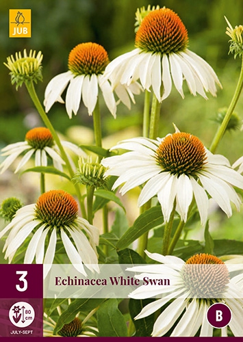 Echinacea Blanc