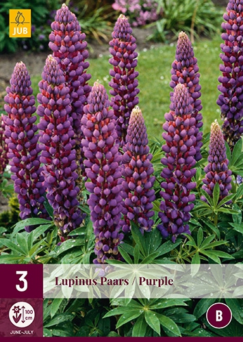 Lupin Violet