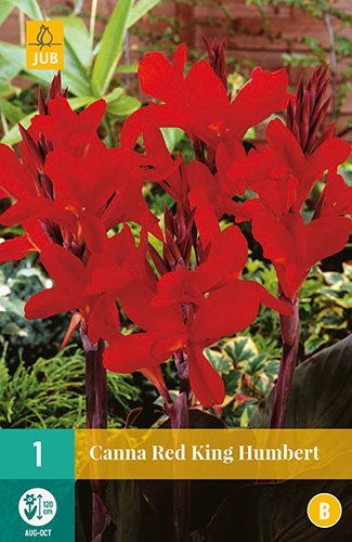 Canna Rouge