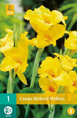 Canna Jaune