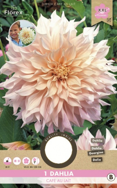 Dahlia Dinnerplate CafÃ© au Lait