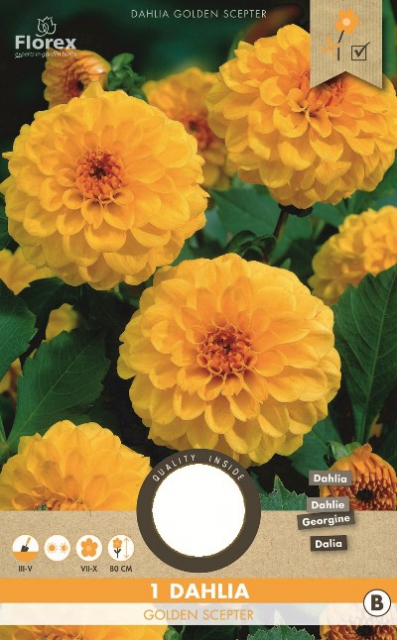 Dahlia Pompon Jaune