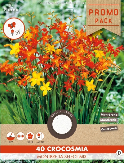 Montbretia (Crocosmia) en mÃ©lange